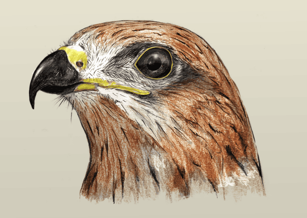 Screen-Base-birds Kopie